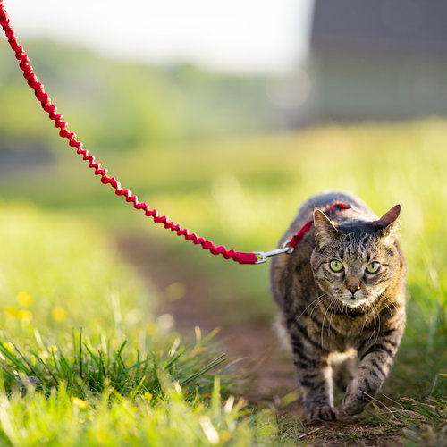 PetSafe EasyWalk  Cat Harness with Bungee Leash