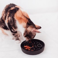 District 70 Stylish anti-gulp bowl for cats District 70 District 70 Stylish anti-gulp bowl for cats