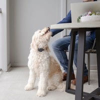 PetSafe® Audible Bark Collar PetSafe® PetSafe® Audible Bark Collar