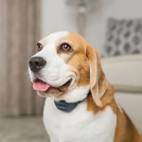 PetSafe® Audible Bark Collar PetSafe® PetSafe® Audible Bark Collar