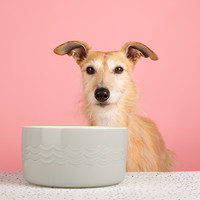 Scruffs Icon Pet Drink Bowl