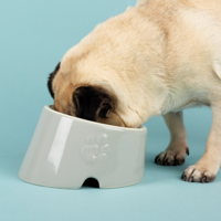 Scruffs Icon Flat Faced Pet Bowl - 6stk. Scruffs® Scruffs Icon Flat Faced Pet Bowl - 6stk.