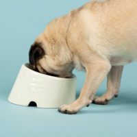 Scruffs Icon Flat Faced Pet Bowl - 6stk. Scruffs® Scruffs Icon Flat Faced Pet Bowl - 6stk.