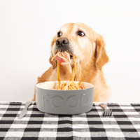 Scruffs Classic Pet Food Bowl - 6stk. Scruffs® Scruffs Classic Pet Food Bowl - 6stk.