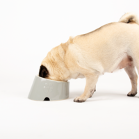 Scruffs Classic Flat Faced Pet Bowl - 6stk. Scruffs® Scruffs Classic Flat Faced Pet Bowl - 6stk.