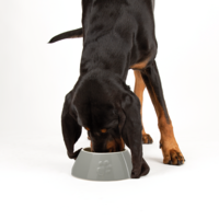 Scruffs Classic Long Eared Pet Bowl - 4stk.