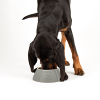 Scruffs Classic Long Eared Pet Bowl - 4stk. Scruffs Scruffs Classic Long Eared Pet Bowl - 4stk.