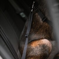 Rukka Pets - Car Seatbelt Clip RukkaPets Rukka Pets - Car Seatbelt Clip