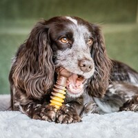 Nylabone Extreme Chew Texture Bone Beef & Cheese Nylabone Nylabone Extreme Chew Texture Bone Beef & Cheese