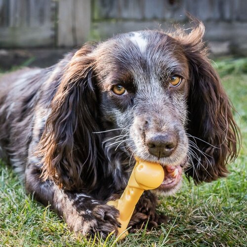 Nylabone Extreme Chew Cheese Bone - Medium