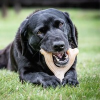 Nylabone Extreme Chew Wishbone Nylabone Nylabone Extreme Chew Wishbone
