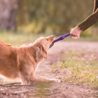 Samen spelen met de hond - Trekspelletjes