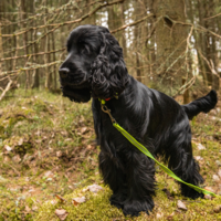 Rukka Pets - Grip Tracking Leash RukkaPets Rukka Pets - Grip Tracking Leash