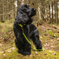 Rukka Pets - Grip Tracking Leash RukkaPets Rukka Pets - Grip Tracking Leash
