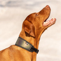 Luminous Soft Collar Rukka Pets Luminous Soft Collar