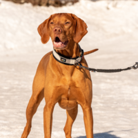 Bliss Anti-shock Extension Rukka Pets Bliss Anti-shock Extension