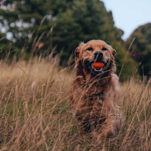 Beco Fetch Ball