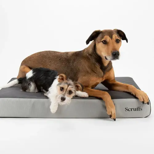 Scruffs ArmourDillo Orthopedic Dog Bed
