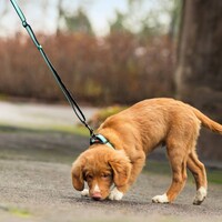 Rukka Solid Leash