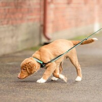 Rukka Solid Leash