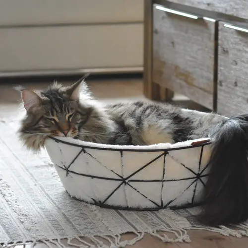 BeOneBreed Metal Wire Cat Basket and Foam Cushion