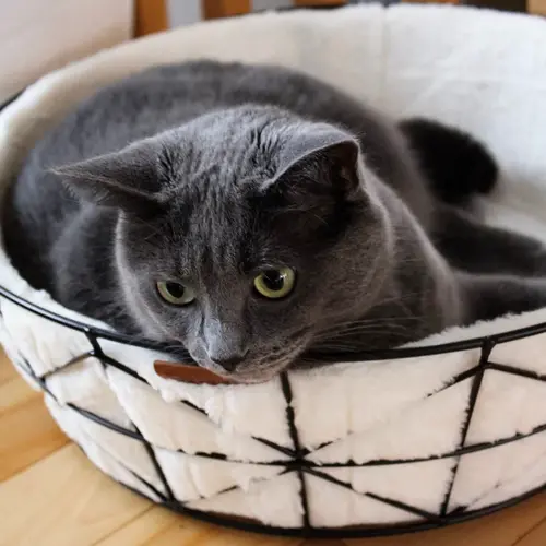 BeOneBreed Metal Wire Cat Basket and Foam Cushion