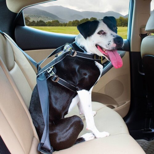 Kurgo Impact Dog Car Harness