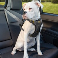 Kurgo Impact Dog Car Harness