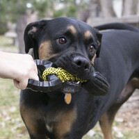 Kong Jaxx Braided Tug