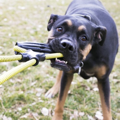 Kong Jaxx Braided Tug