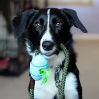 Beco Pocket Poop Bag Dispenser