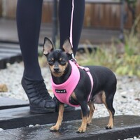 Puppia Soft Harness