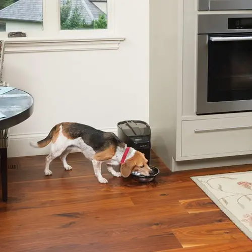 PetSafe Healthy Pet Simply Feed™ Programmable Digital Pet Feeder