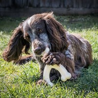 Nylabone Extreme Chew Wishbone Bison or Chicken - S/M/L