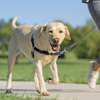 PetSafe Easy Walk®  Harness