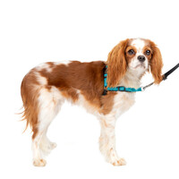 PetSafe Easy Walk® Deluxe Harness