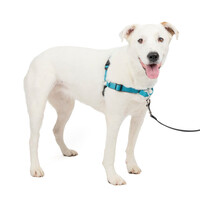 PetSafe Easy Walk® Deluxe Harness