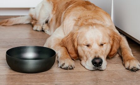 Duurzame, hygiënische en stijlvolle RVS voerbakken 