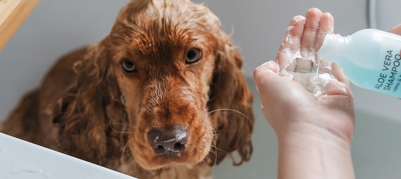 Vraag naar rasspecifieke verzorging stijgt - is jouw winkel er klaar voor?