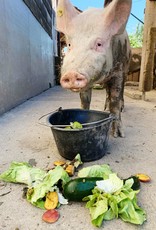 Lebenshof Tiermensch Spende für die Tiere