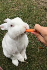 Lebenshof Tiermensch Gemüse für Kaninchen und Meerschweinchen