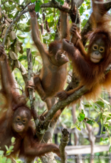 BOS Schweiz 10 Bäume pflanzen im Regenwald von Indonesien