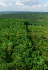 BOS Schweiz 10 Bäume pflanzen im Regenwald von Indonesien