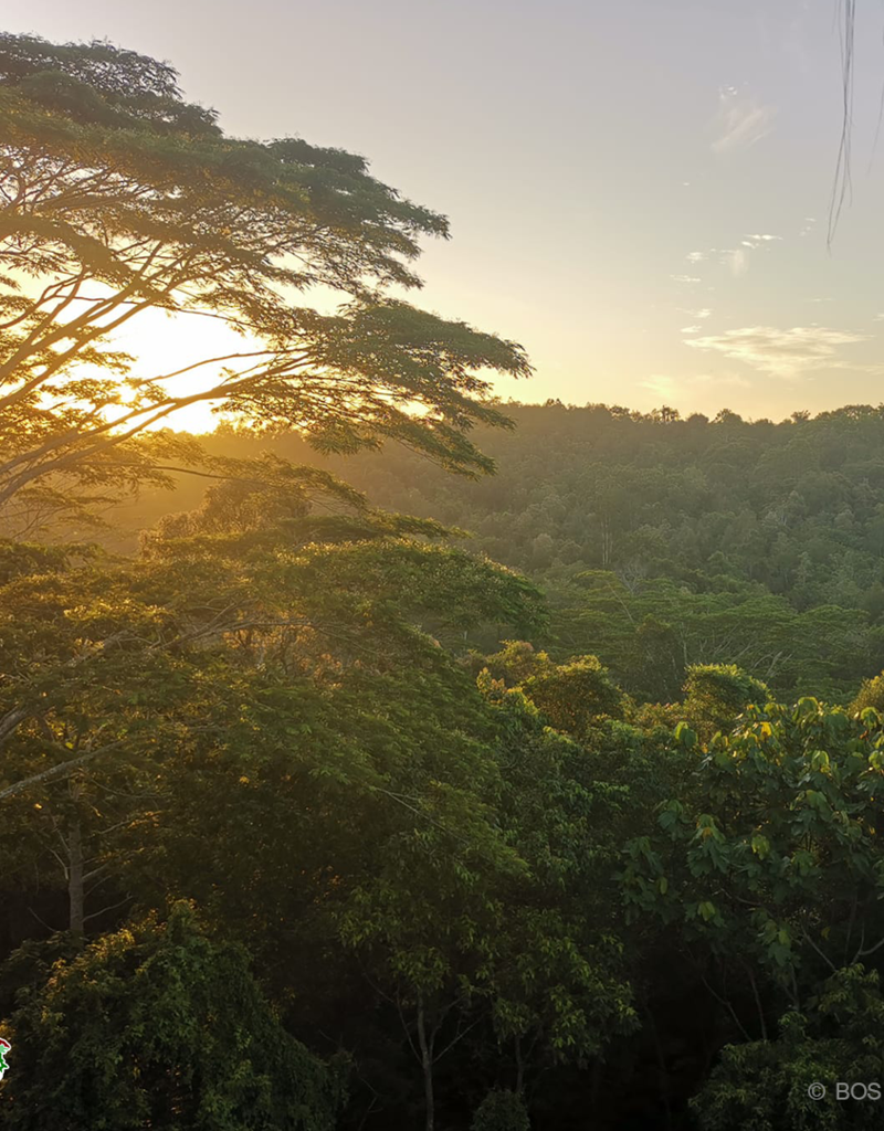 BOS Schweiz 10 Bäume pflanzen im Regenwald von Indonesien