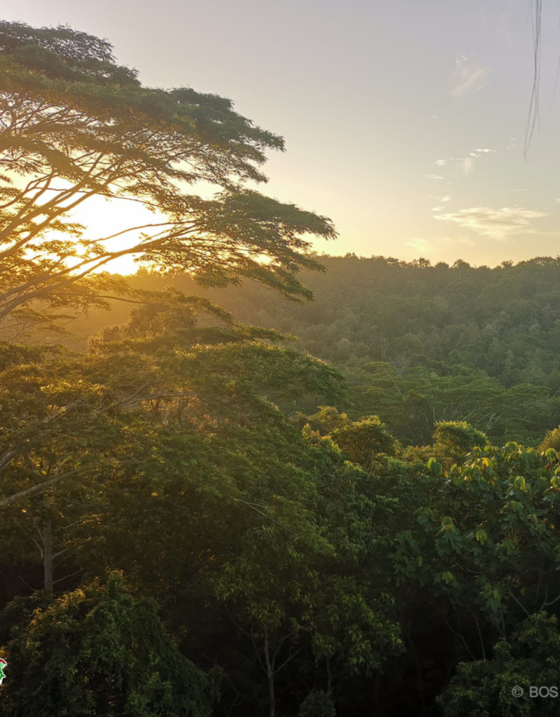 BOS Schweiz 1 Baum pflanzen im Regenwald von Indonesien