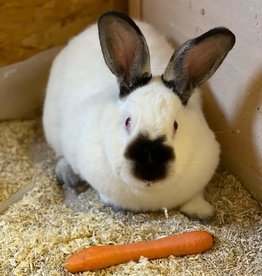 Lebenshof Tiermensch Kastration Kaninchen