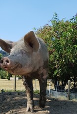 Lebenshof Tiermensch Hofbesuch für 10 Personen