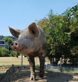 Lebenshof Tiermensch Hofbesuch für 10 Personen