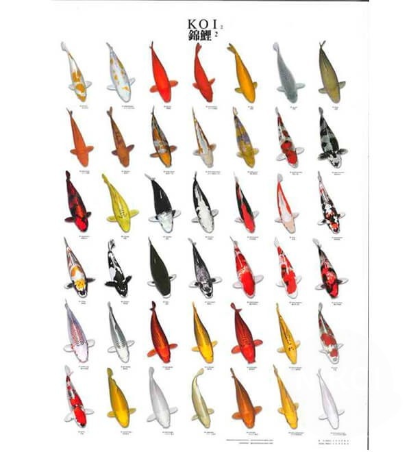 Afbeelding A2KOI Koiposter Nr.2 A4 Gelamineerd door A2koi.nl