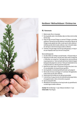 Grow Your own Christmas tree in Kraft Zak